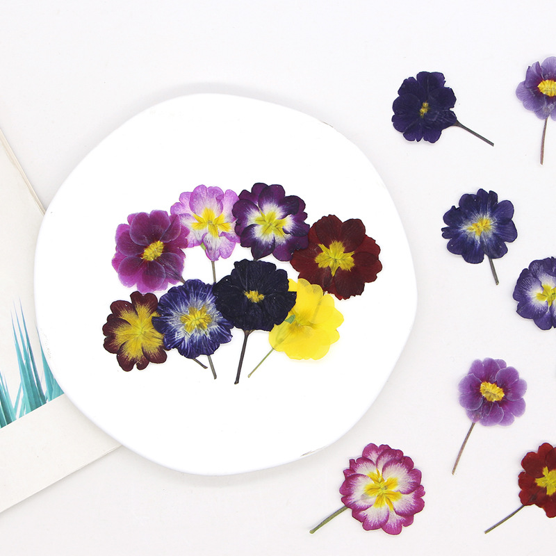 48Pcs European Primrose Teachi - Dried Flower Bookmark recension och pris